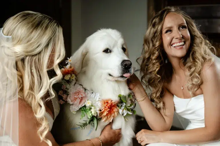 elopement with dogs